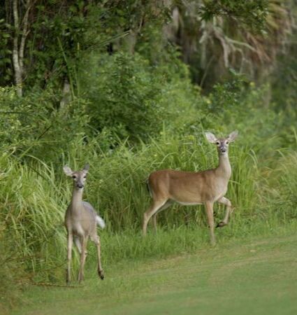 Westchase Golf Club championship course